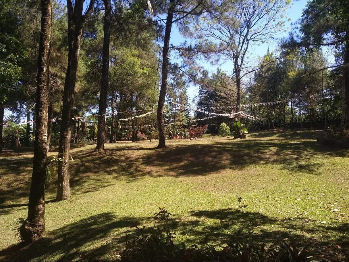 Lapangan rumput luas di bawah pinus